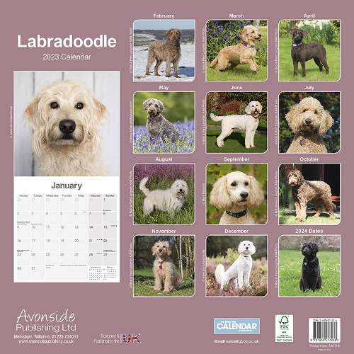 Labradoodle Calendar 2023 (Square) | Dogs Naturally